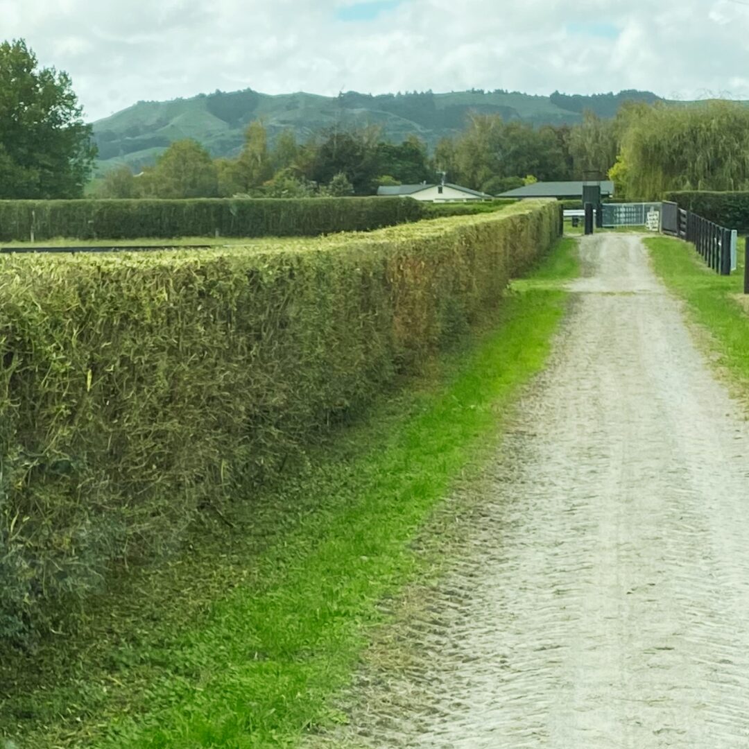cambridge-hedgecutting-farm-race-hedge-cutting-nz