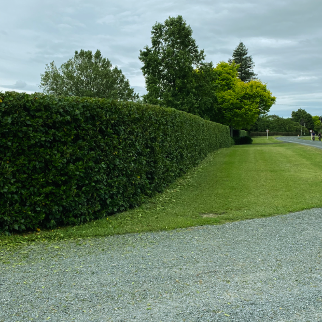 CAMBRIDGE HEDGECUTTING LOGO (1)