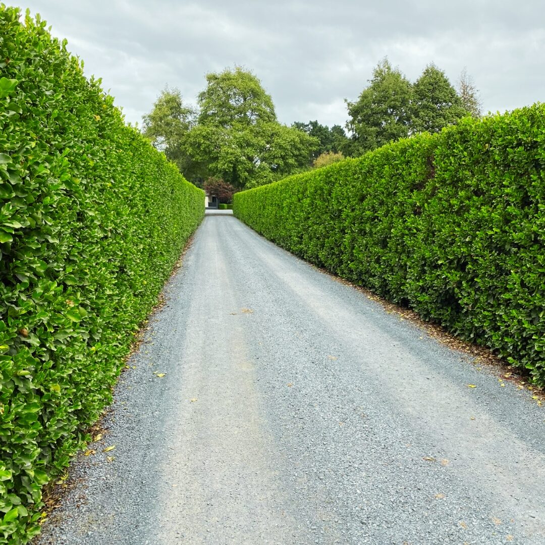 cambridge-hedgecutting-driveway-hedges